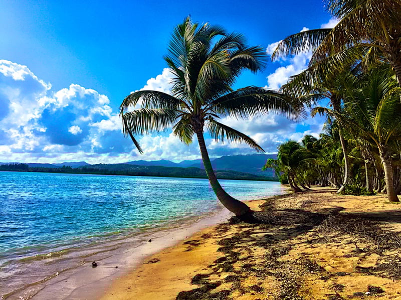 A tropical beach with palm trees leaning towards the water, clear blue skies, and a scenic mountain view in the distance.